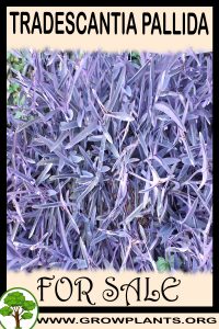 Tradescantia pallida for sale