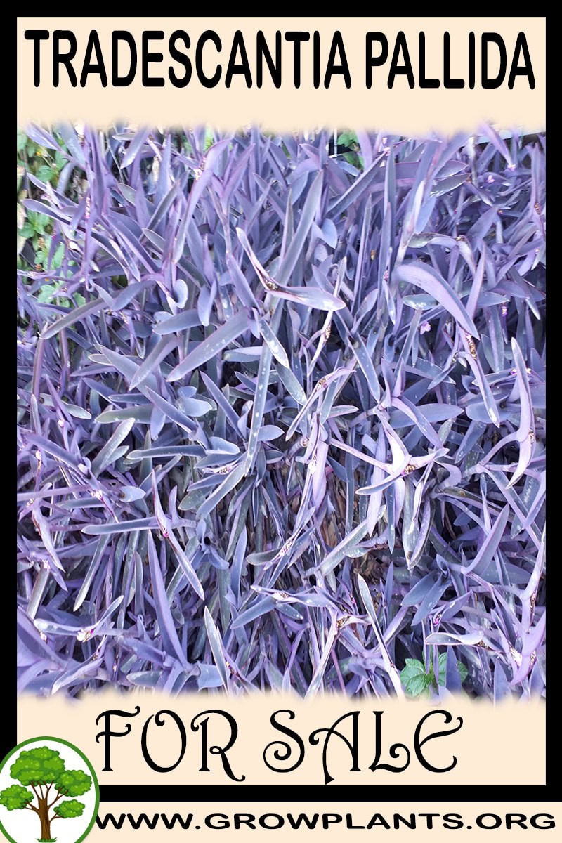 Tradescantia pallida