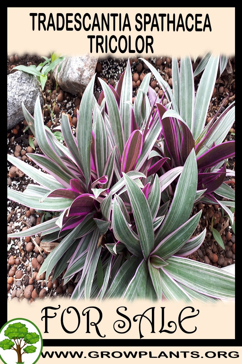 Tradescantia spathacea Tricolor