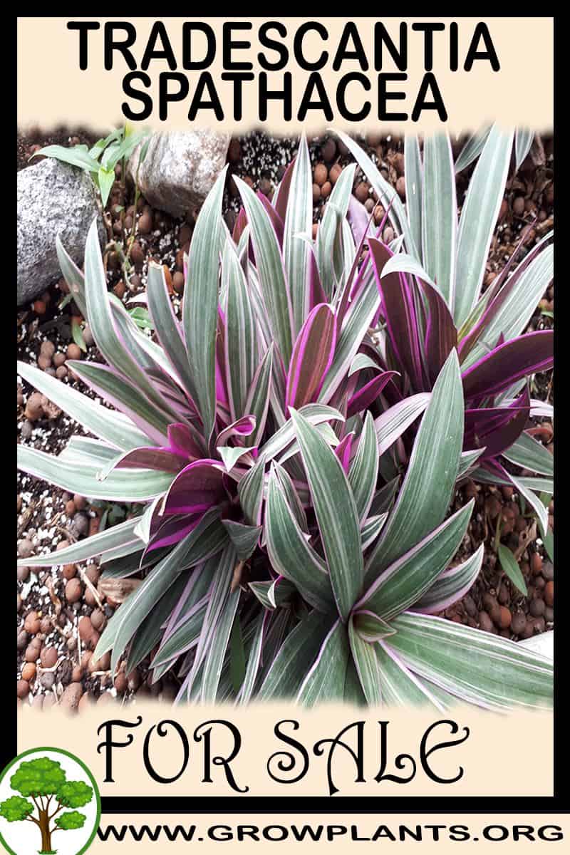 Tradescantia spathacea