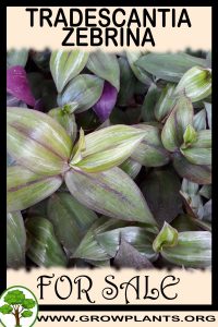 Tradescantia zebrina for sale