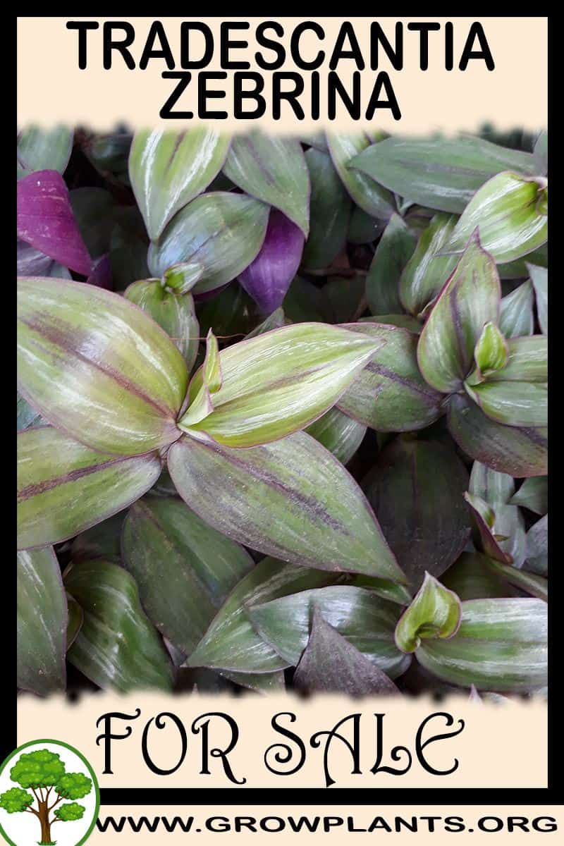 Tradescantia zebrina