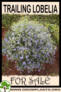 Physostegia virginiana for sale