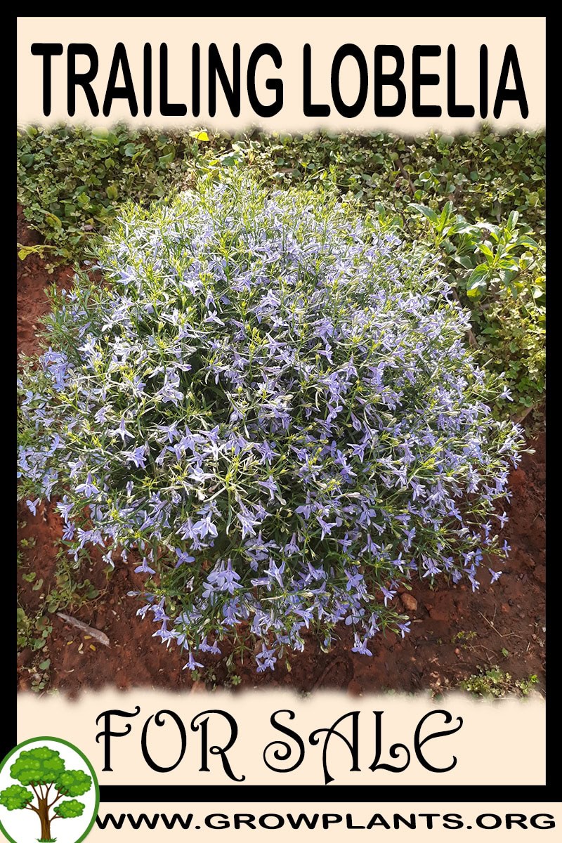Trailing lobelia plants