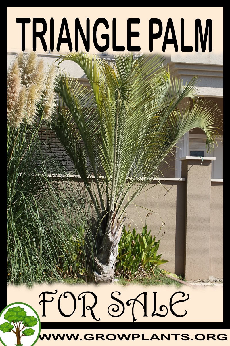 Triangle palm