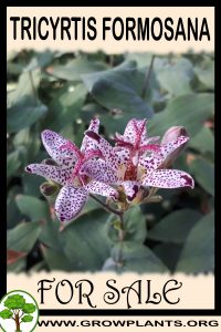 Tricyrtis formosana for sale