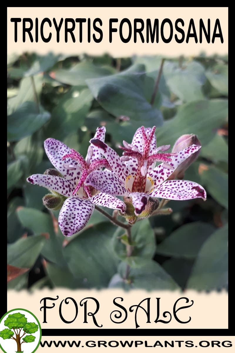 Tricyrtis formosana