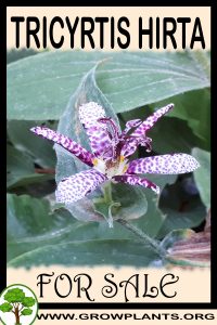 Tricyrtis hirta for sale