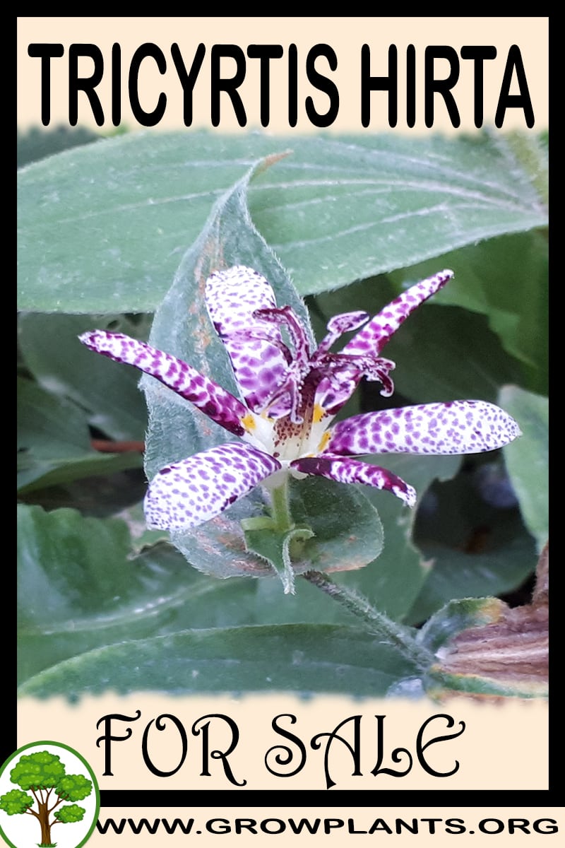 Tricyrtis hirta