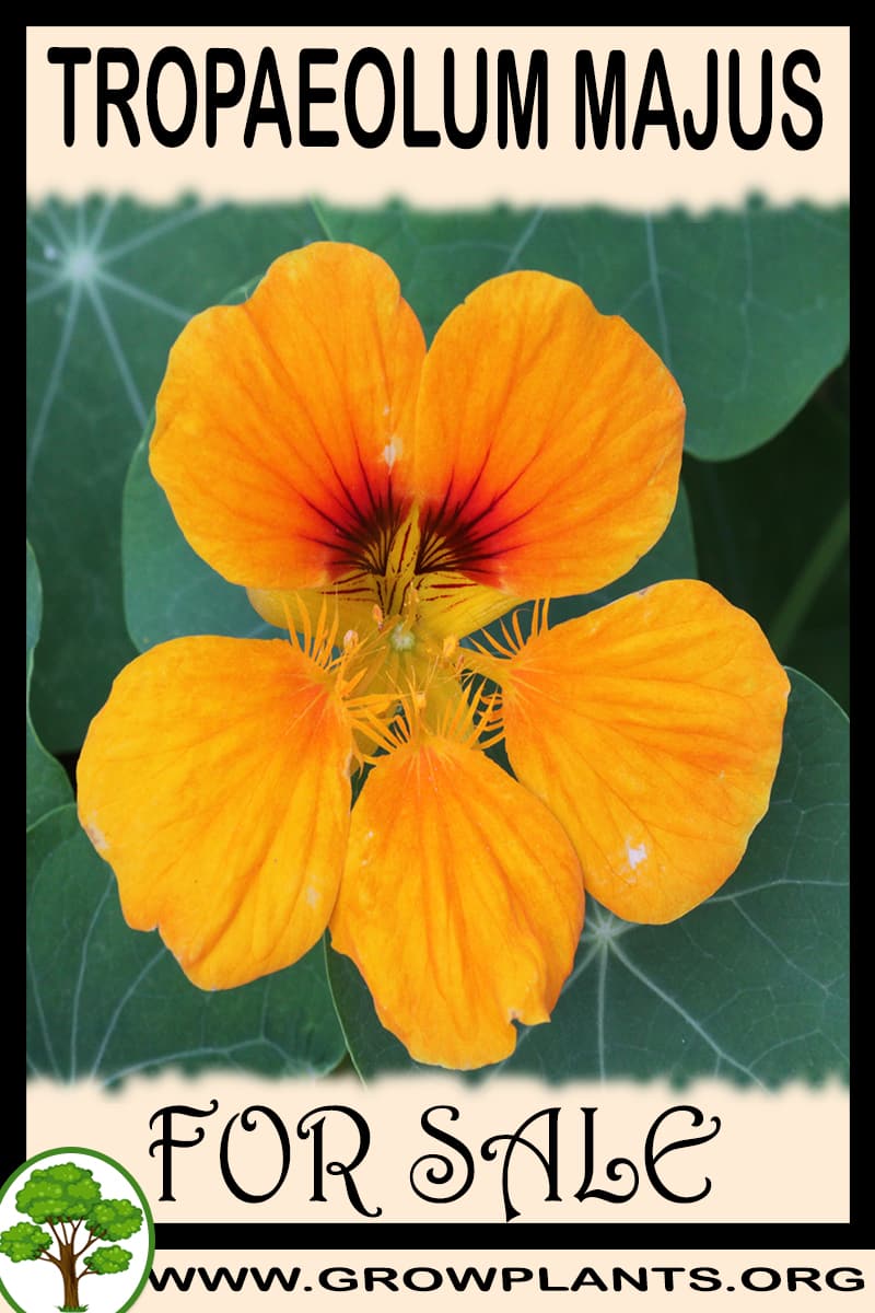 Tropaeolum majus