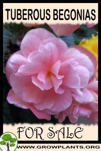 Tuberous begonias for sale