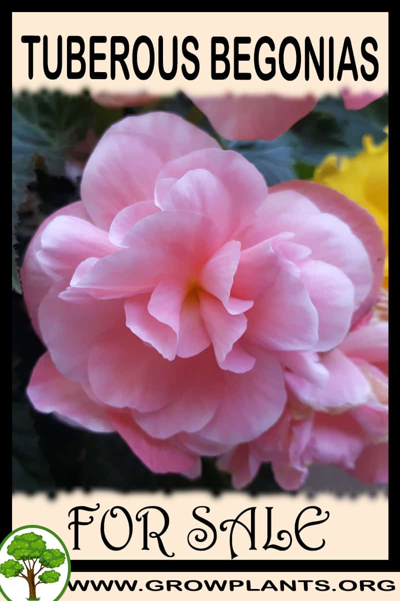 Tuberous begonias