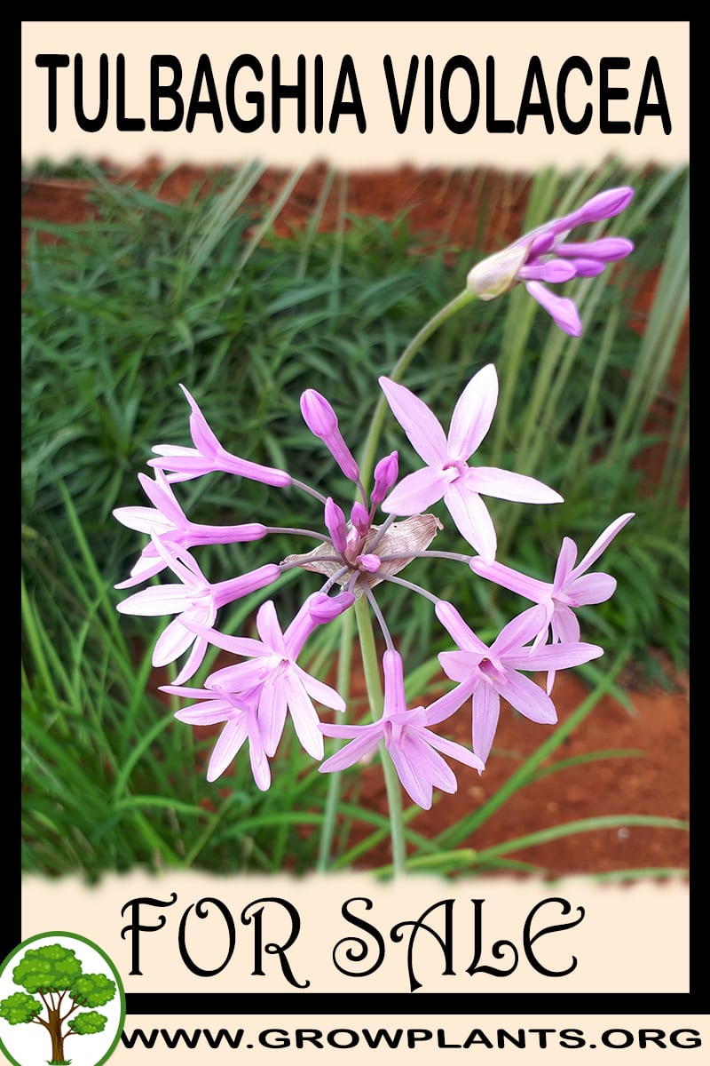 Tulbaghia violacea