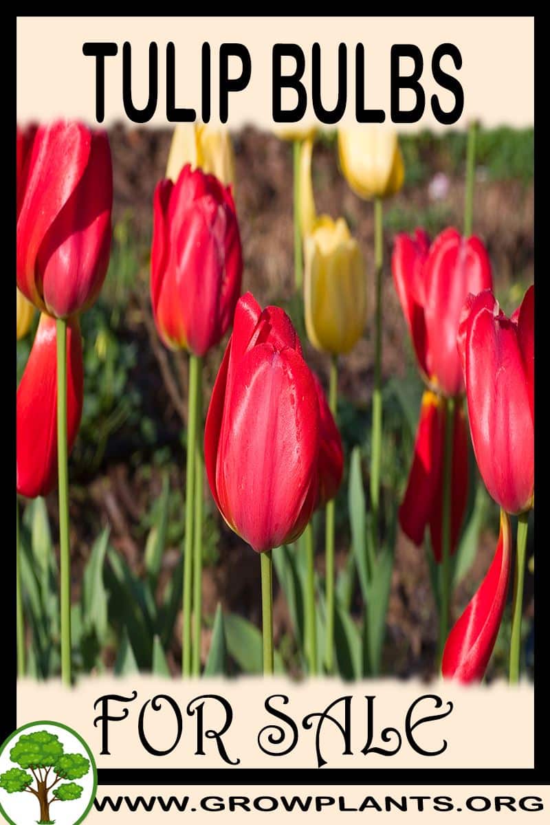 Tulip bulbs