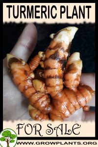 Turmeric plant for sale
