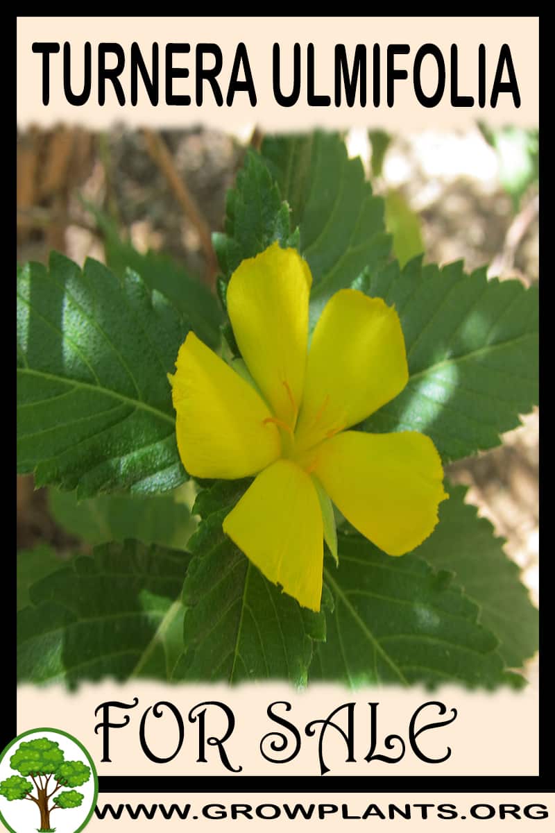 Turnera ulmifolia