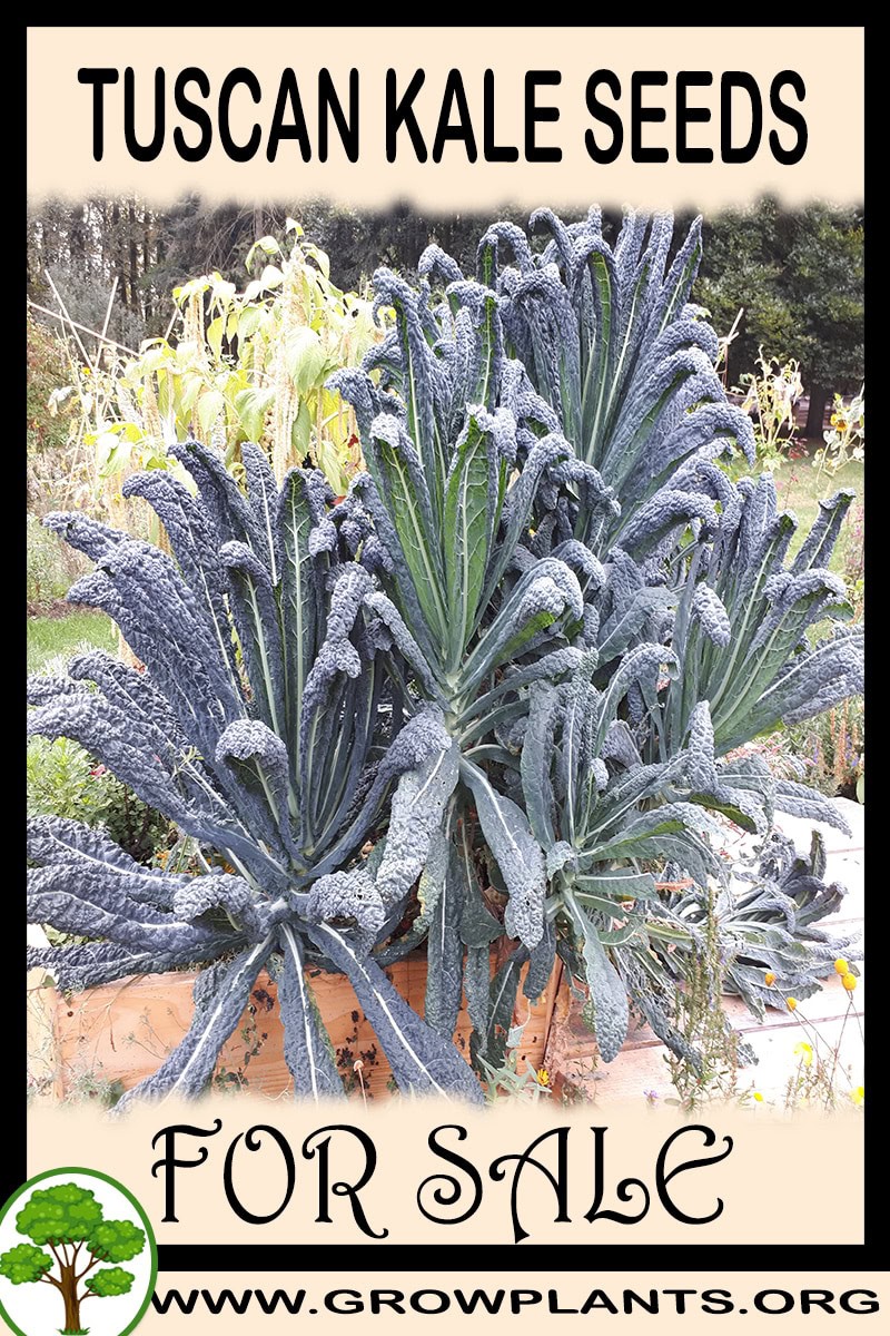 Tuscan kale seeds