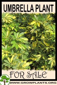 Umbrella plant for sale