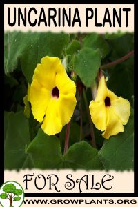 Uncarina for sale