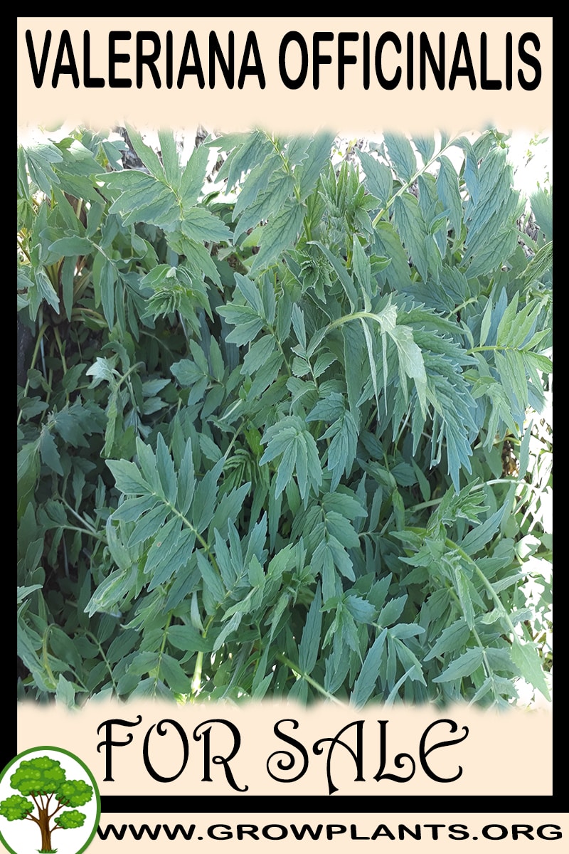 Valeriana officinalis
