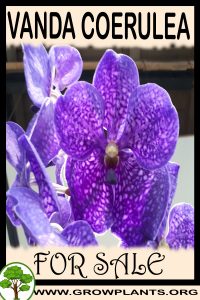 Vanda coerulea for sale