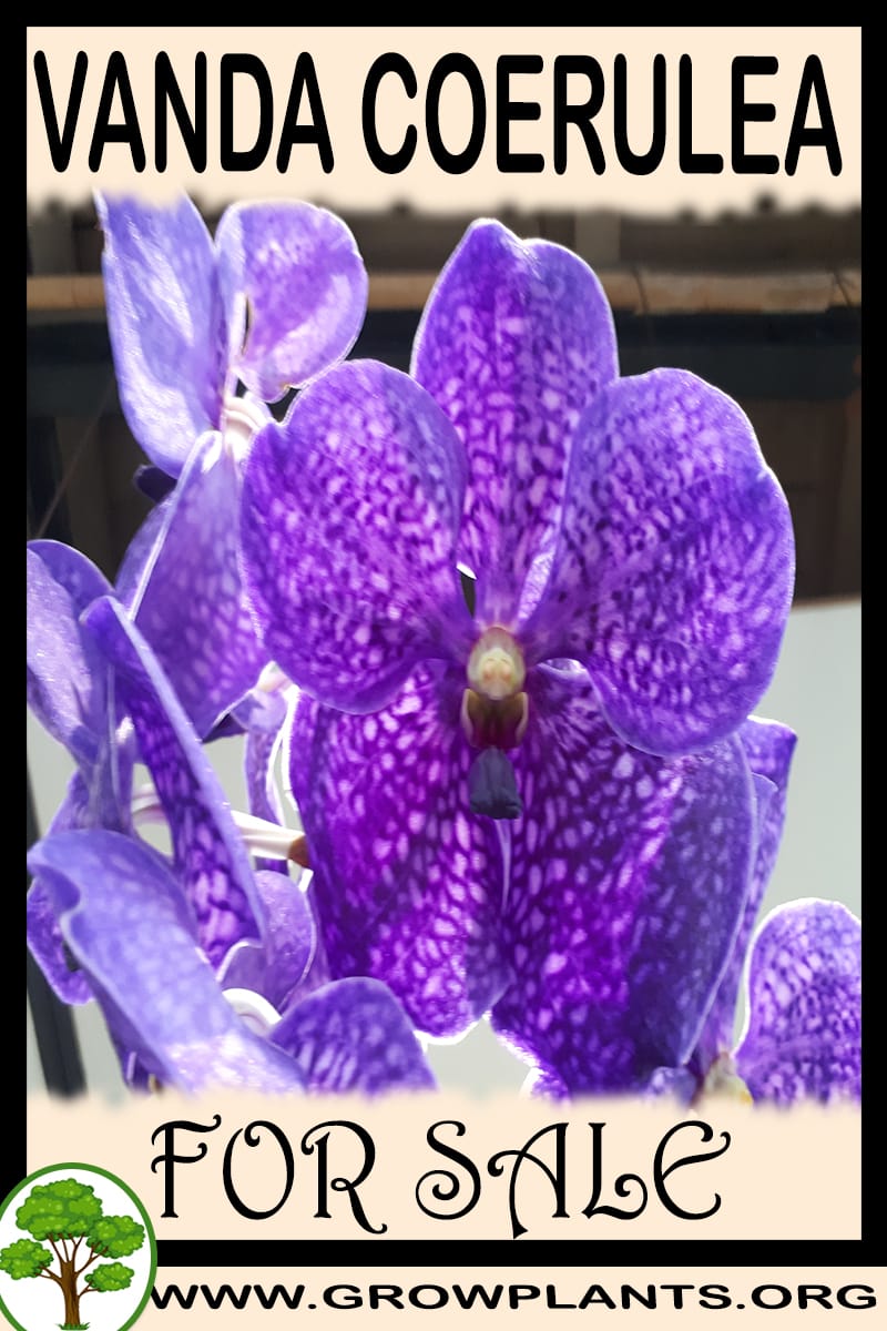 Vanda coerulea