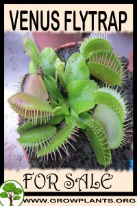Venus flytrap for sale