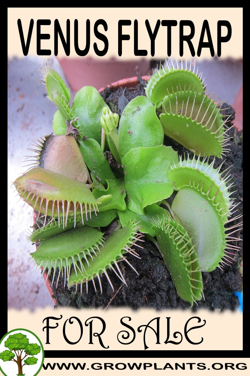 Venus flytrap