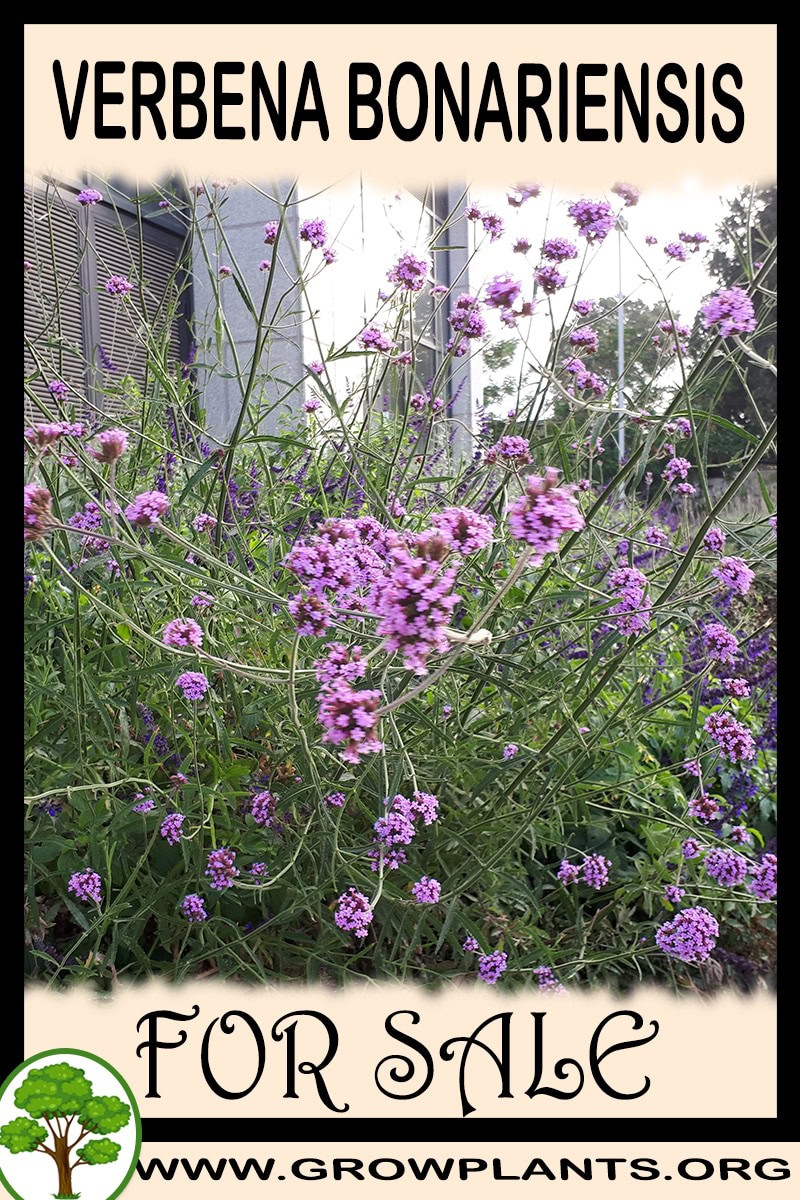 Verbena bonariensis