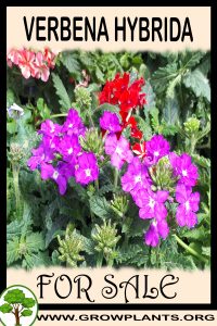 Verbena hybrida for sale