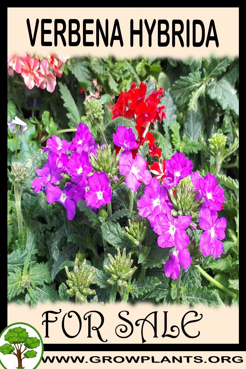 Verbena hybrida