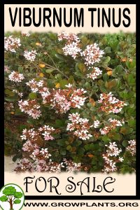 Viburnum tinus for sale