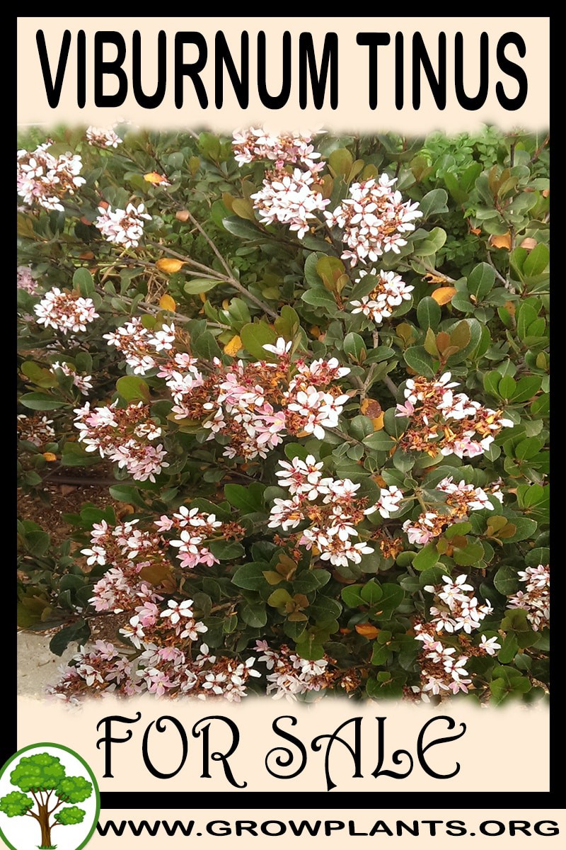 Viburnum tinus