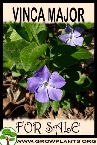 Vinca major for sale