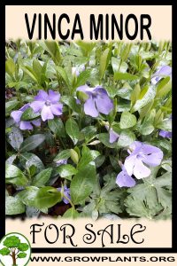 Vinca minor for sale