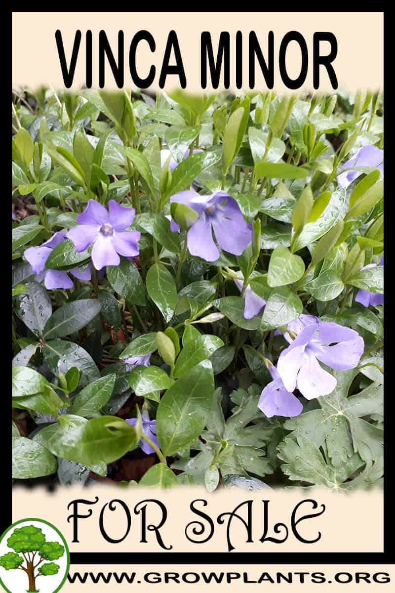 Vinca minor