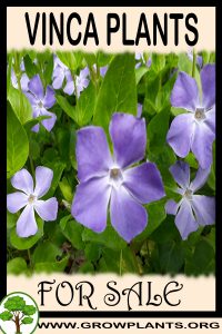 Vinca plants for sale