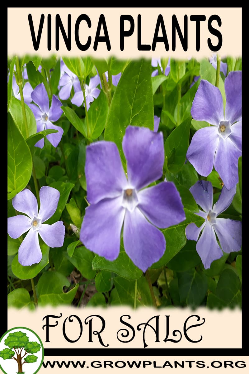 Vinca plants