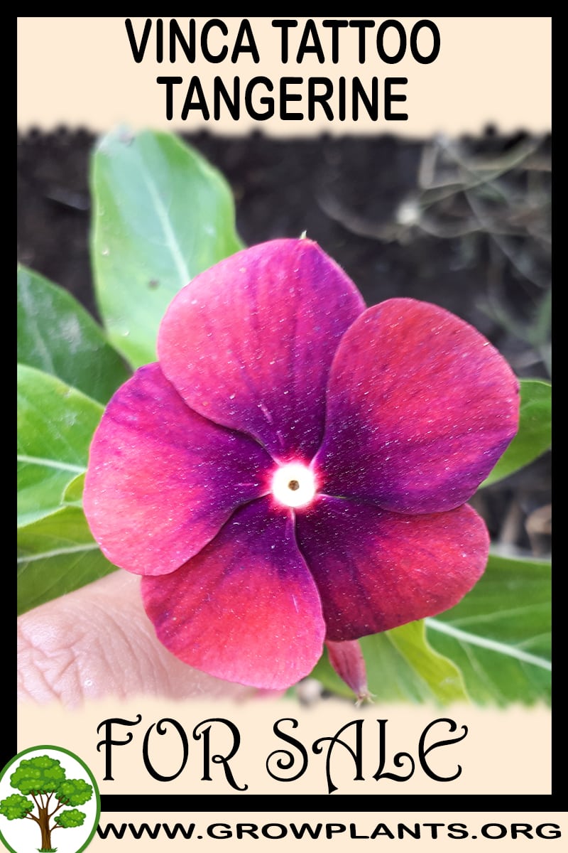 Vinca tattoo tangerine