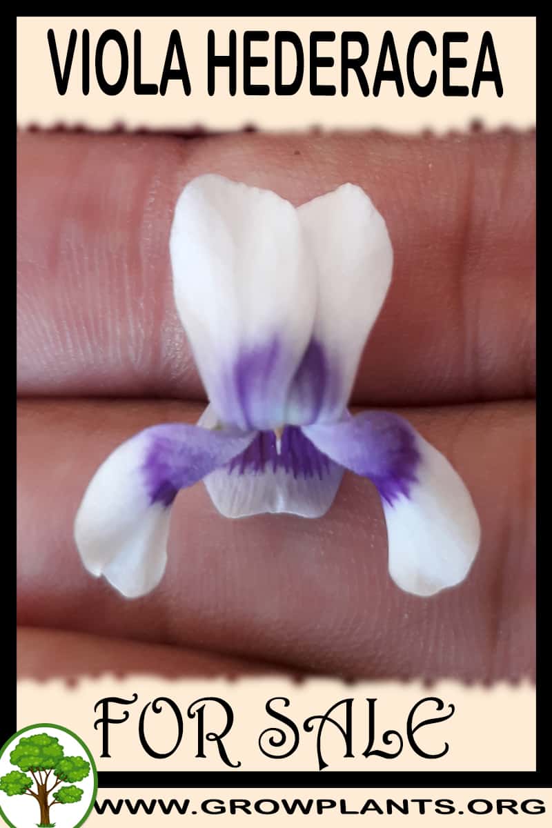 Viola hederacea