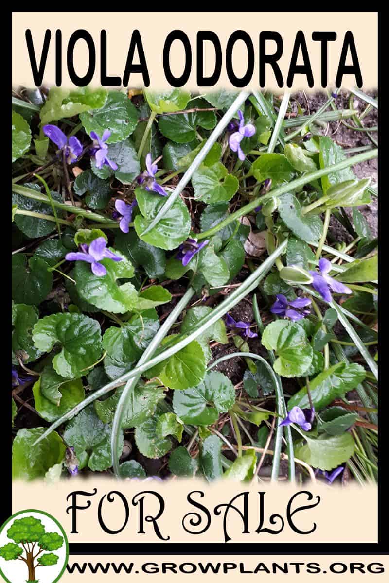 Viola odorata
