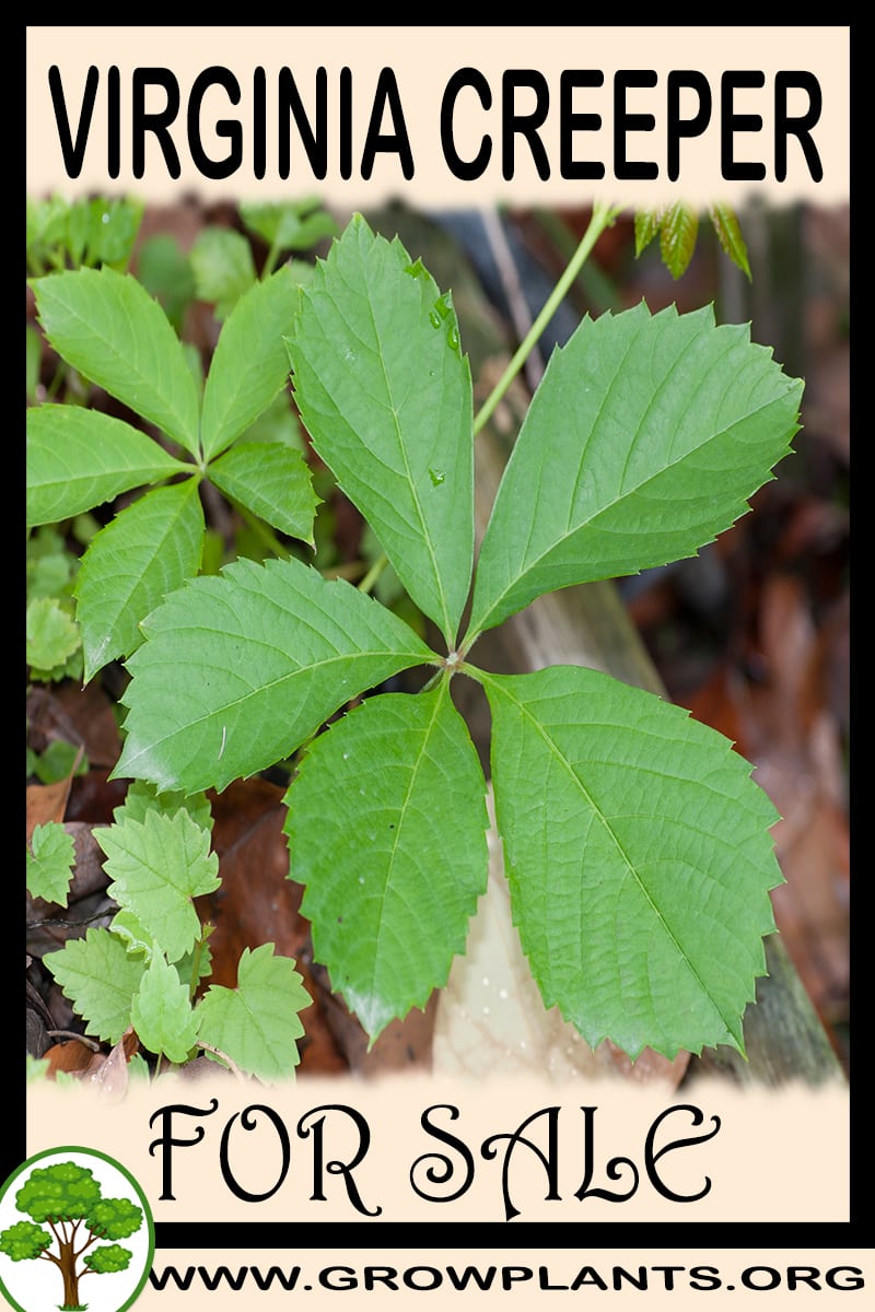 Virginia creeper