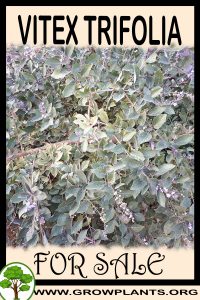 Vitex trifolia for sale