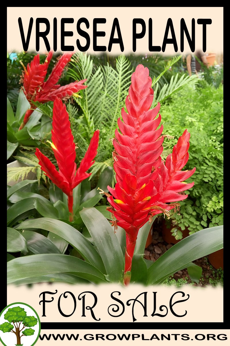 Vriesea
