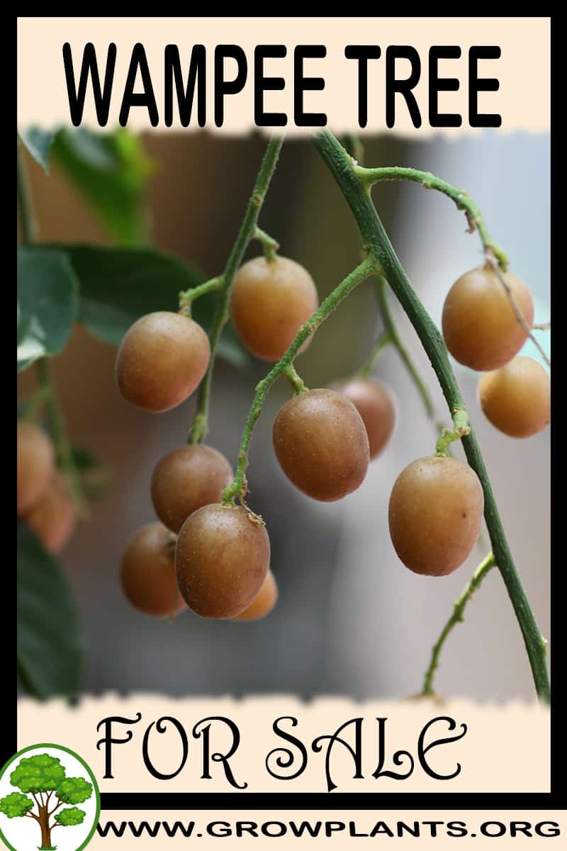 Wampee tree
