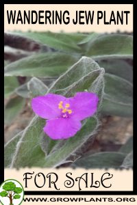 Wandering jew plant for sale