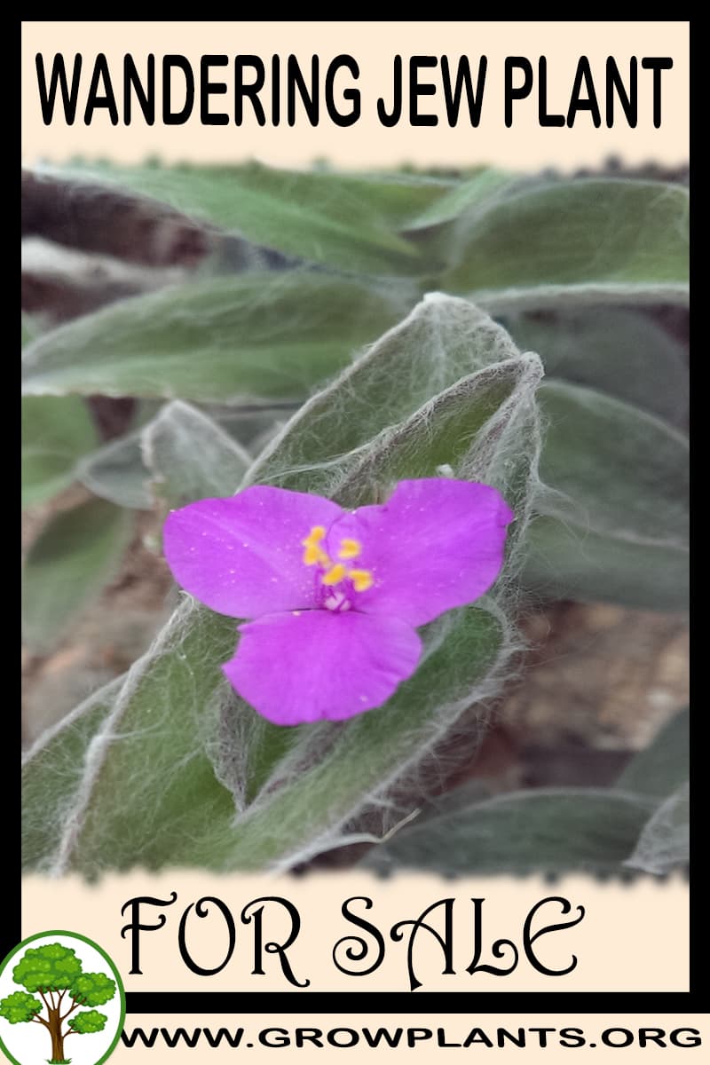 Wandering jew