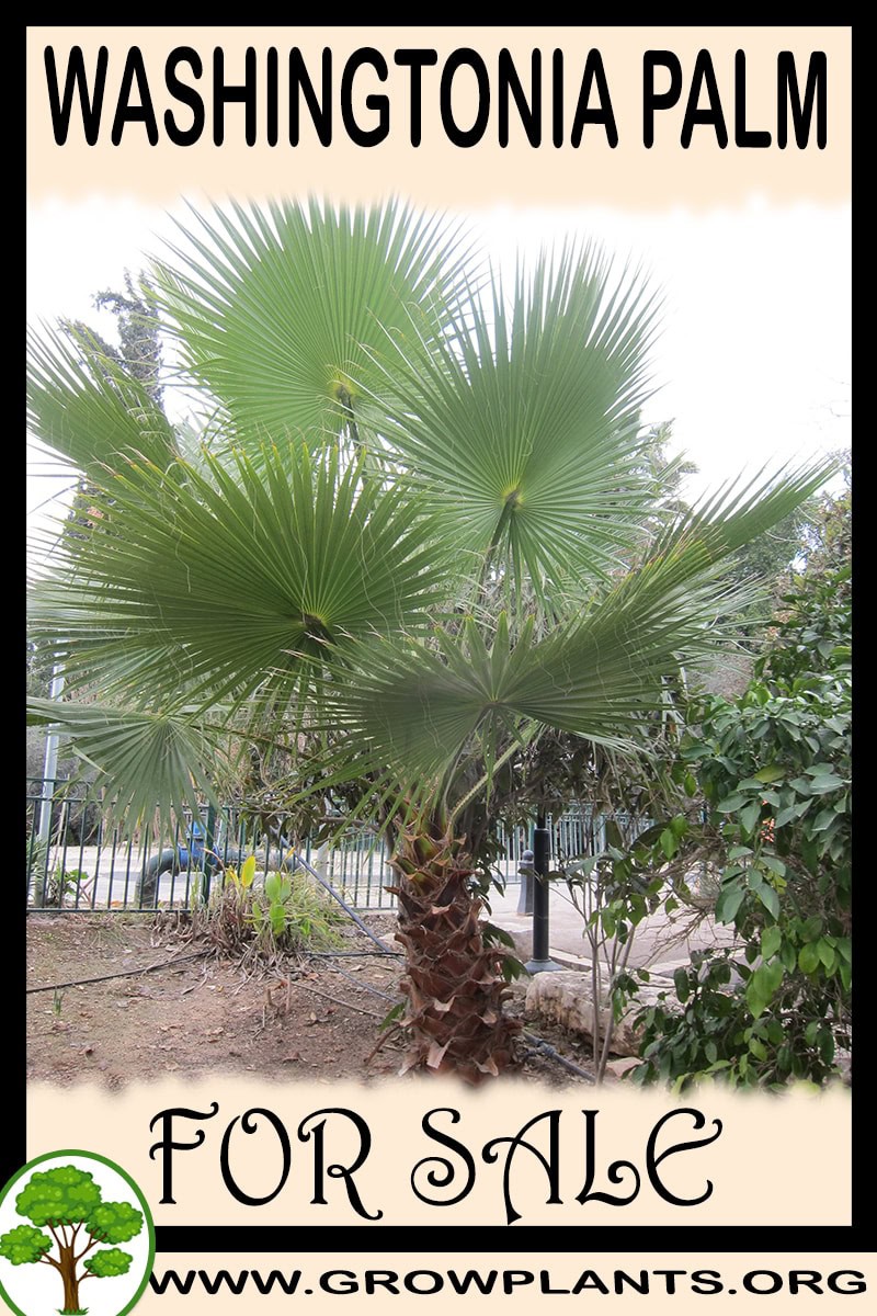 Washingtonia palm