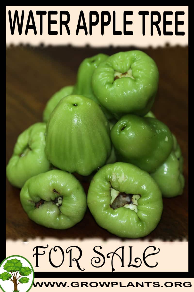 Water apple tree