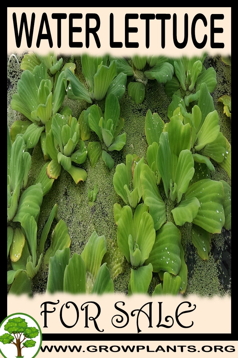 Water lettuce